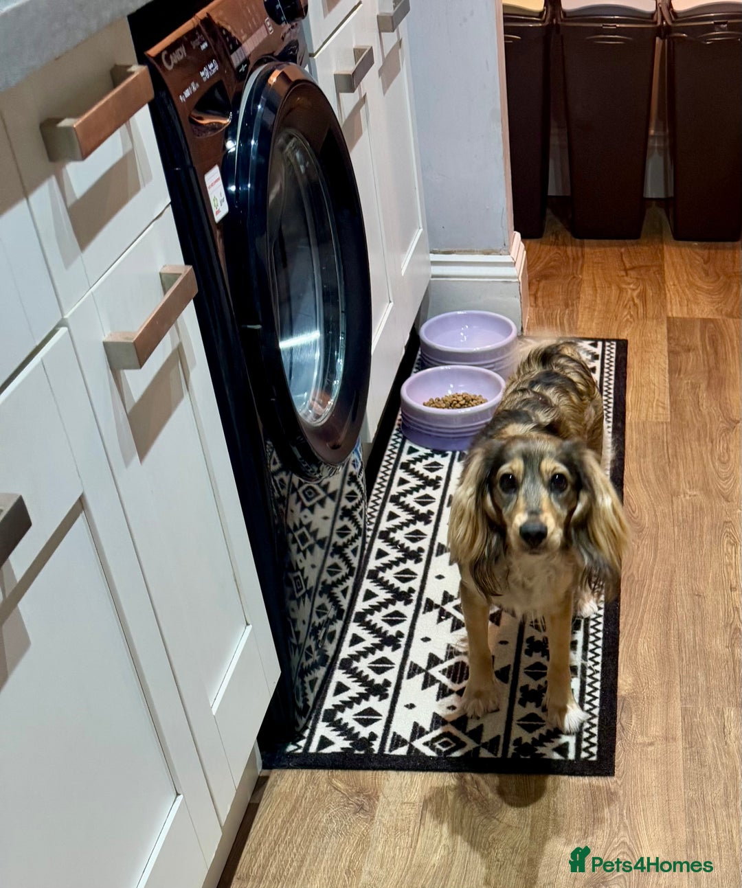 Cockalier dogs for sale: Loving cocker spaniel cross cavalier  - Advert 2