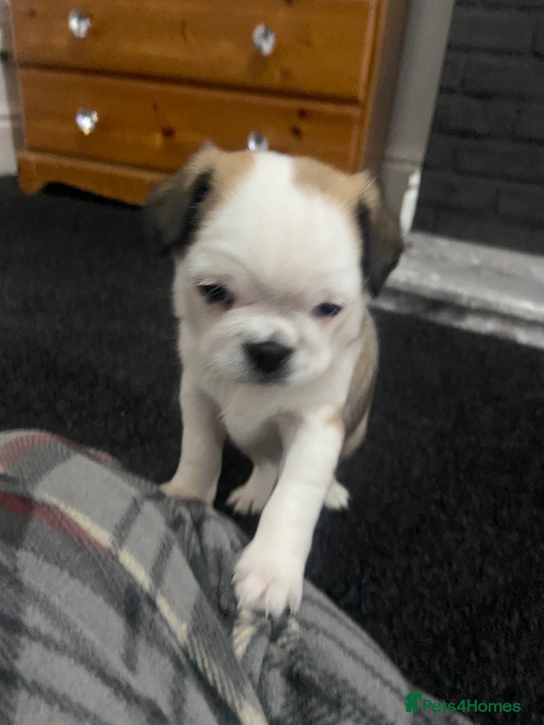 Chug dogs for sale: Stunning boy and girl Chug ready on February 7th - Advert 7