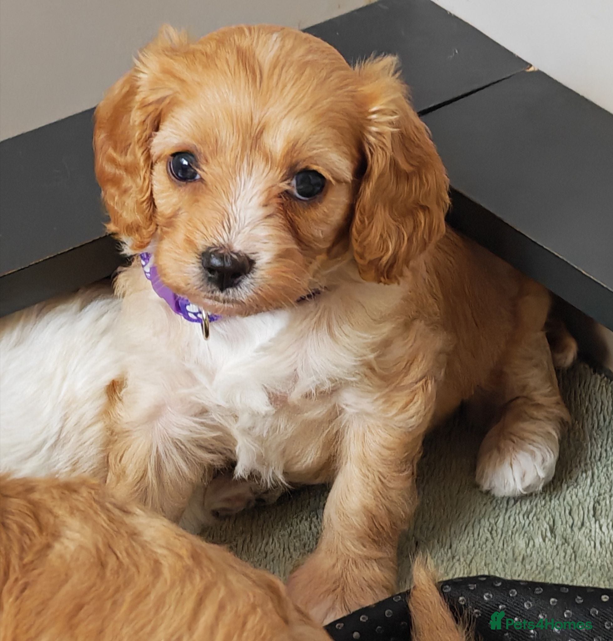 Cavapoo dogs Home breed cavapoo F1/ health tested parents - Advert 2