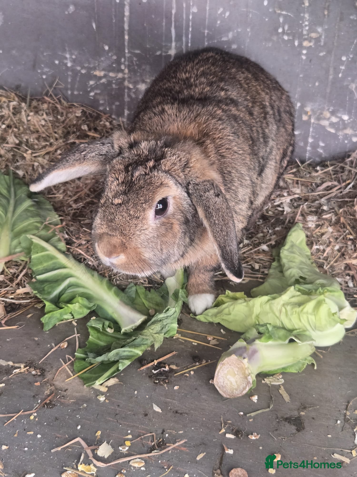 Mixed Breed rabbits 2 12 month old Rabbits for rehoming - Advert 1