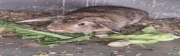 Mixed Breed rabbits for sale: 2 12 month old Rabbits for rehoming in London - Advert 1