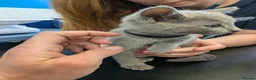 Russian Blue cats for sale: Russian Blue Kittens • TICA Lines - Advert 9