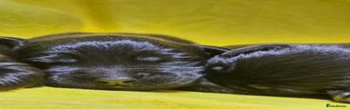 Labrador Retriever 9