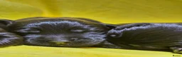 Labrador Retriever dogs for sale: 🖤 Exceptional Labrador Puppies Ready Soon 🐾 - Advert 15