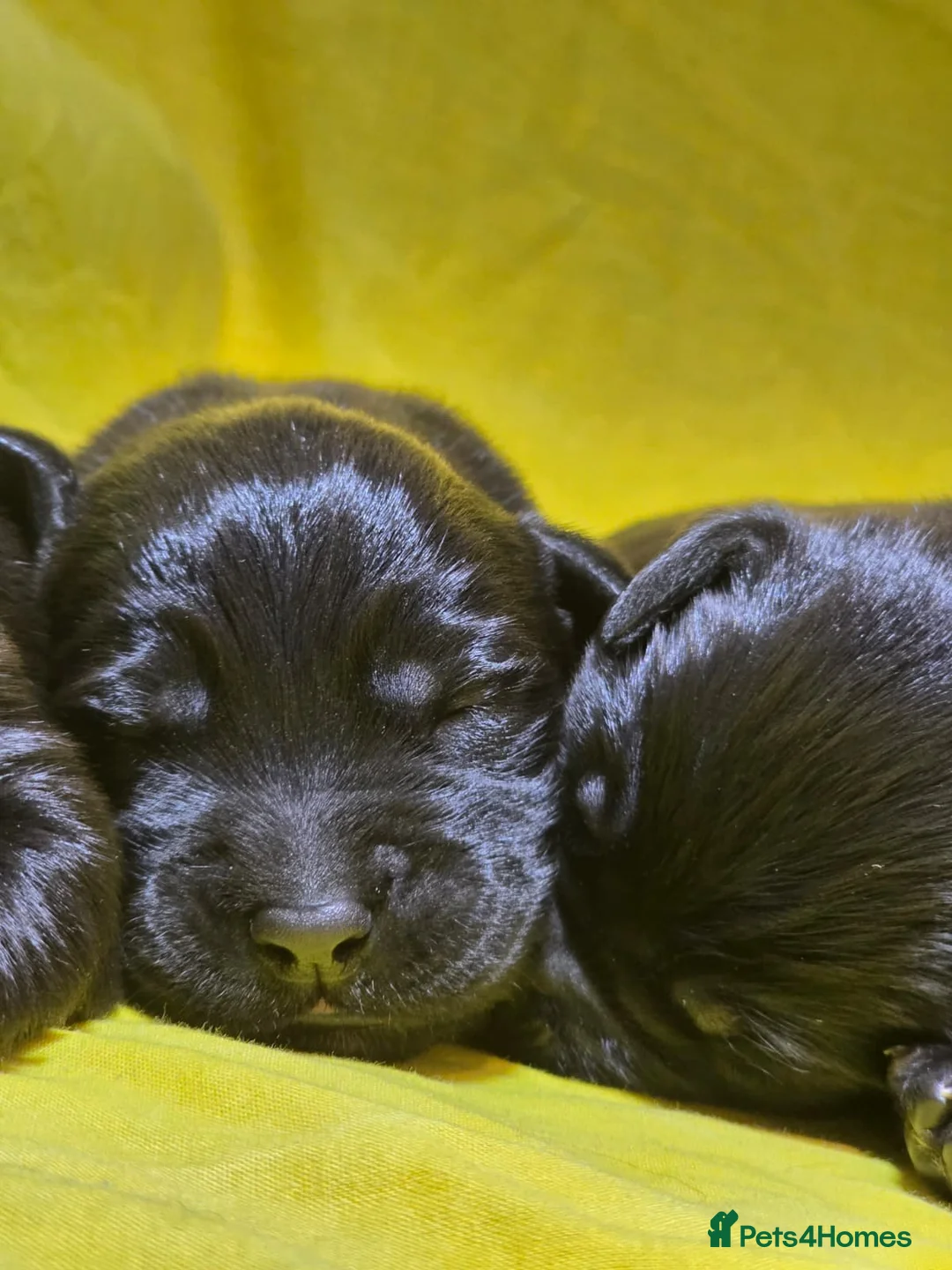 Labrador Retriever dogs for sale: 🖤 Exceptional Labrador Puppies Ready Soon 🐾 - Advert 15
