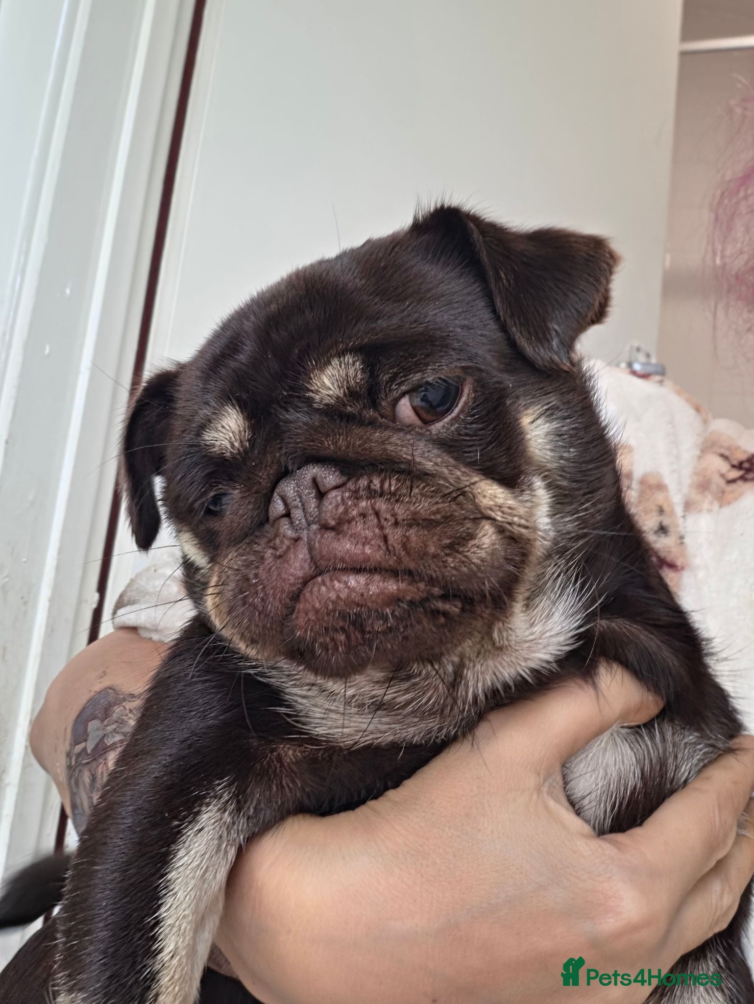 Pug dogs Pug for sale. - Advert 12
