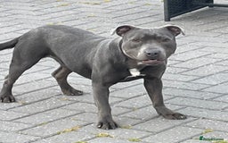 Staffordshire Bull Terrier dogs for sale: Staffordshire bull terrier female  - Image 5