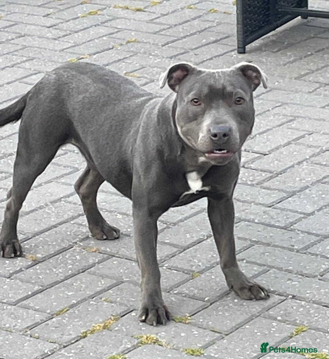 Staffordshire Bull Terrier dogs for sale: Staffordshire bull terrier female  - Image 5