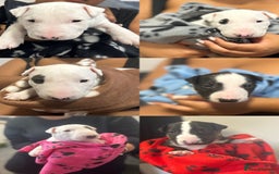 Bull Terrier dogs for sale: Bull Terrier Puppies - Image 1
