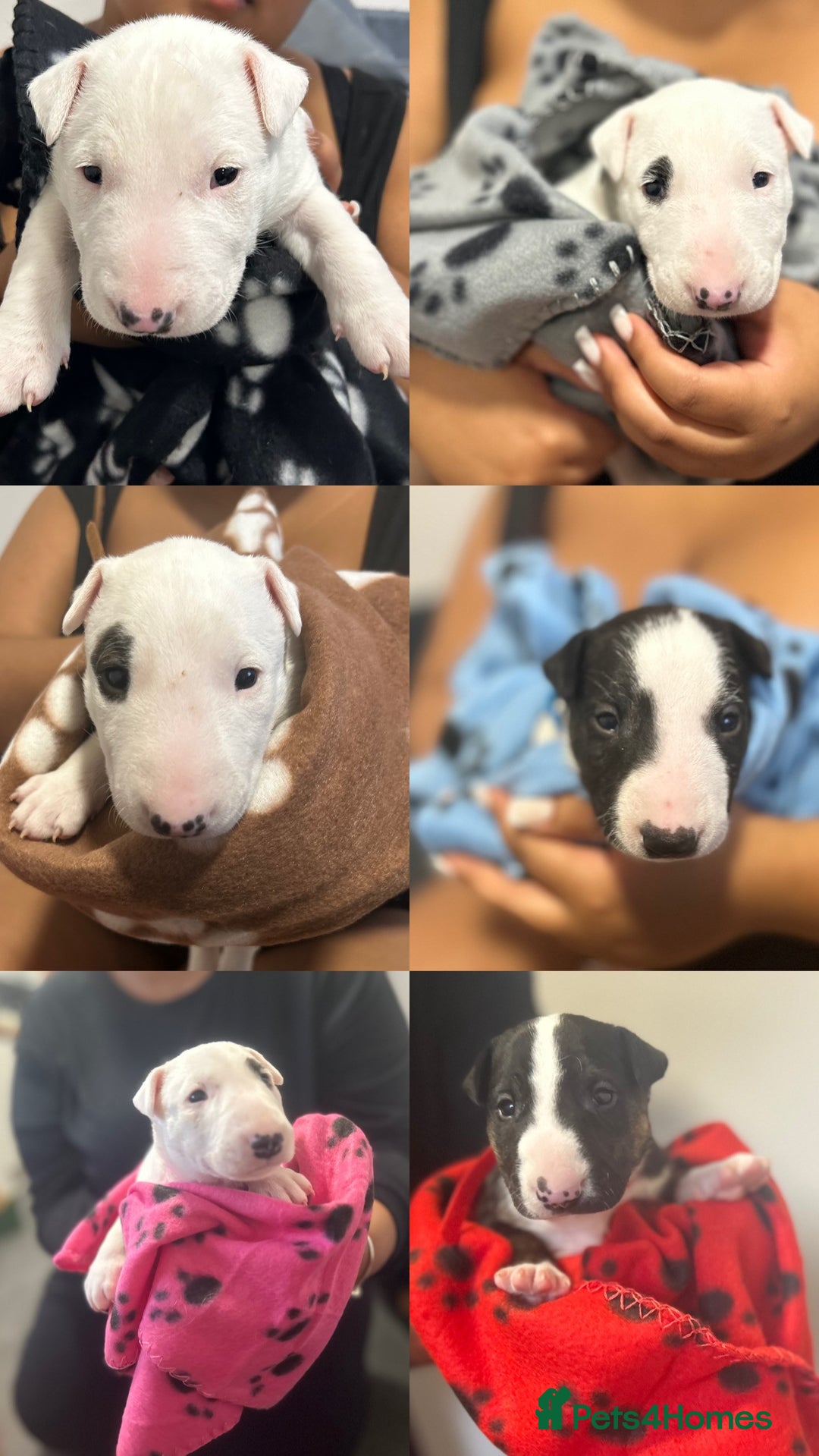 Bull Terrier dogs for sale: Bull Terrier Puppies - Image 1