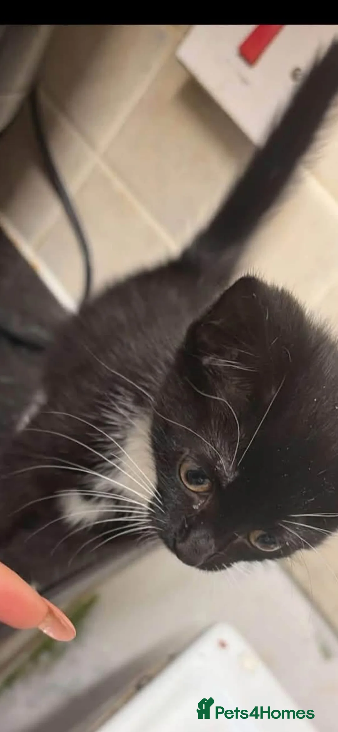 Domestic Shorthair cats for sale: Beautiful kittens for sale in Larkhall - Advert 2