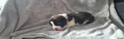 Saint Bernard dogs for sale: Baby bears - Advert 7