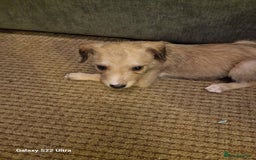 Lurcher dogs for sale: Lurcher poppies  - Image 2