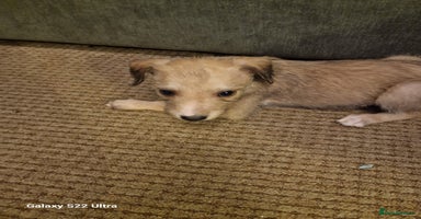 Lurcher dogs - Advert 5