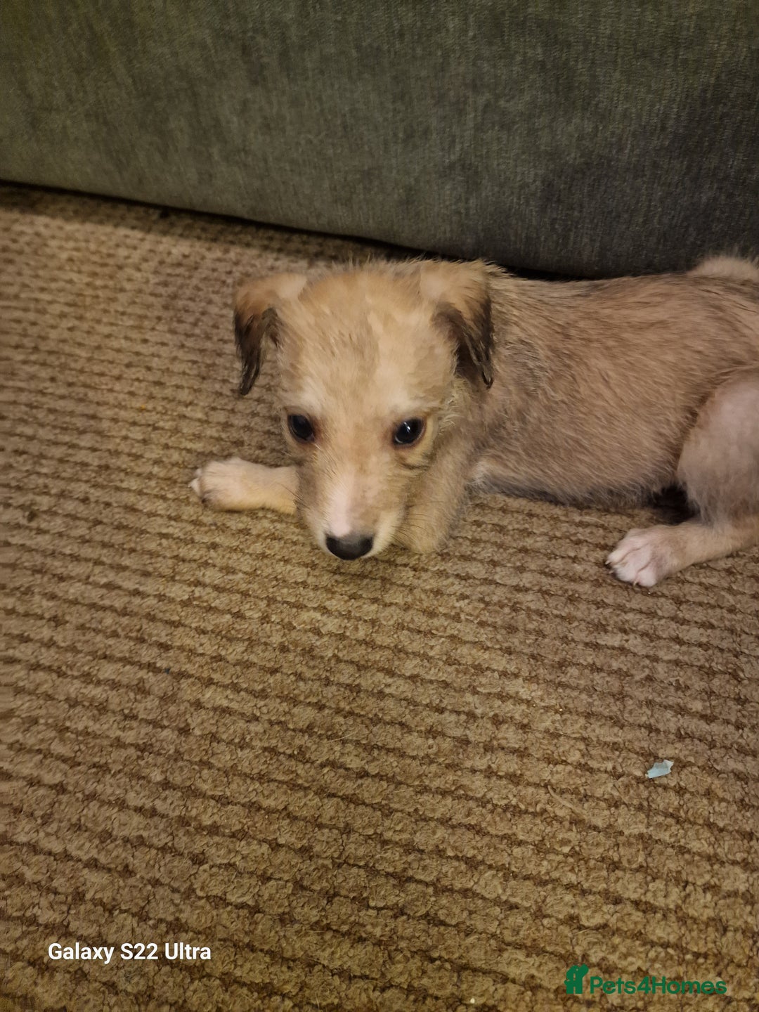 Lurcher dogs for sale: Lurcher poppies  - Image 2