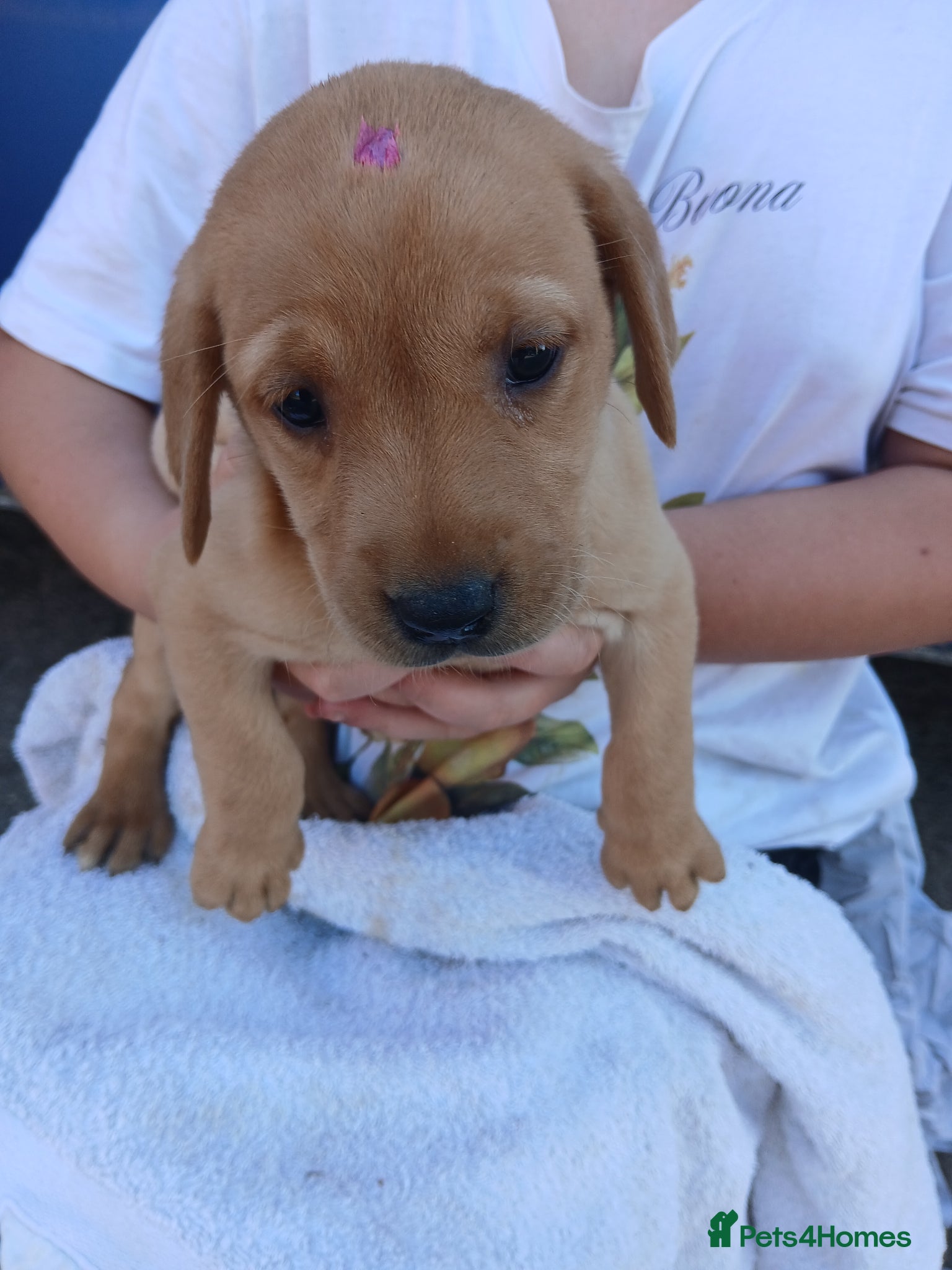 Labrador Retriever dogs for sale: Fabulous litter of golden and fox red lab puppies. - Advert 24