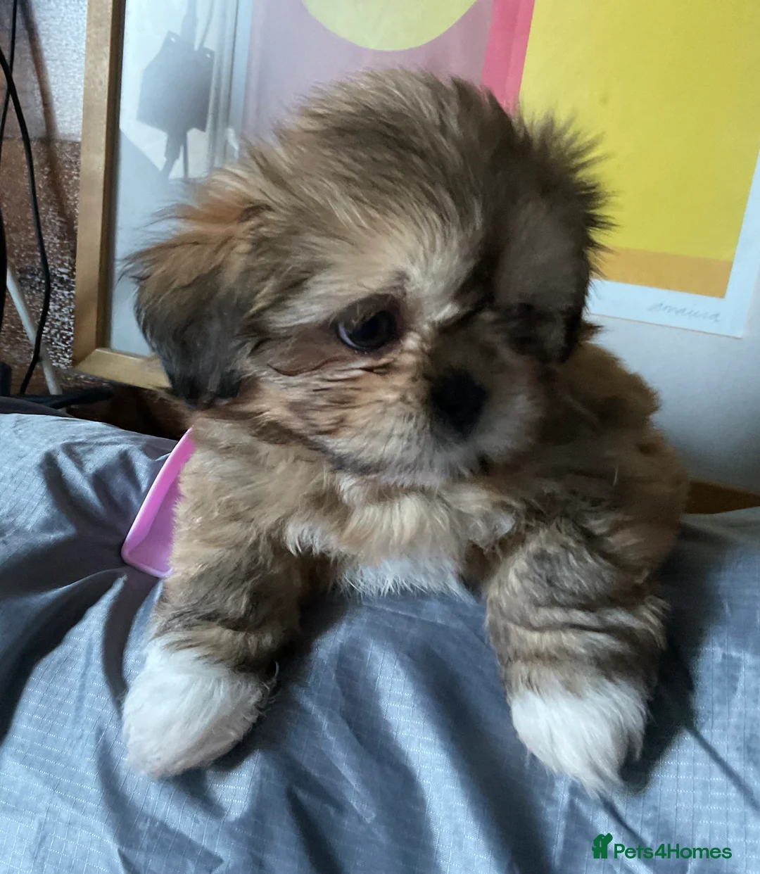 Mixed Breed dogs for sale: SHIH TZU/ CHIHUAHUAS  - Advert 12