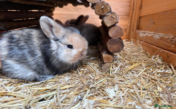 Mini Lop rabbits - Advert 1