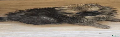 Pomeranian 1