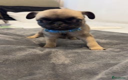 Pug dogs for sale: 4 beautiful puppy pugs - Image 3