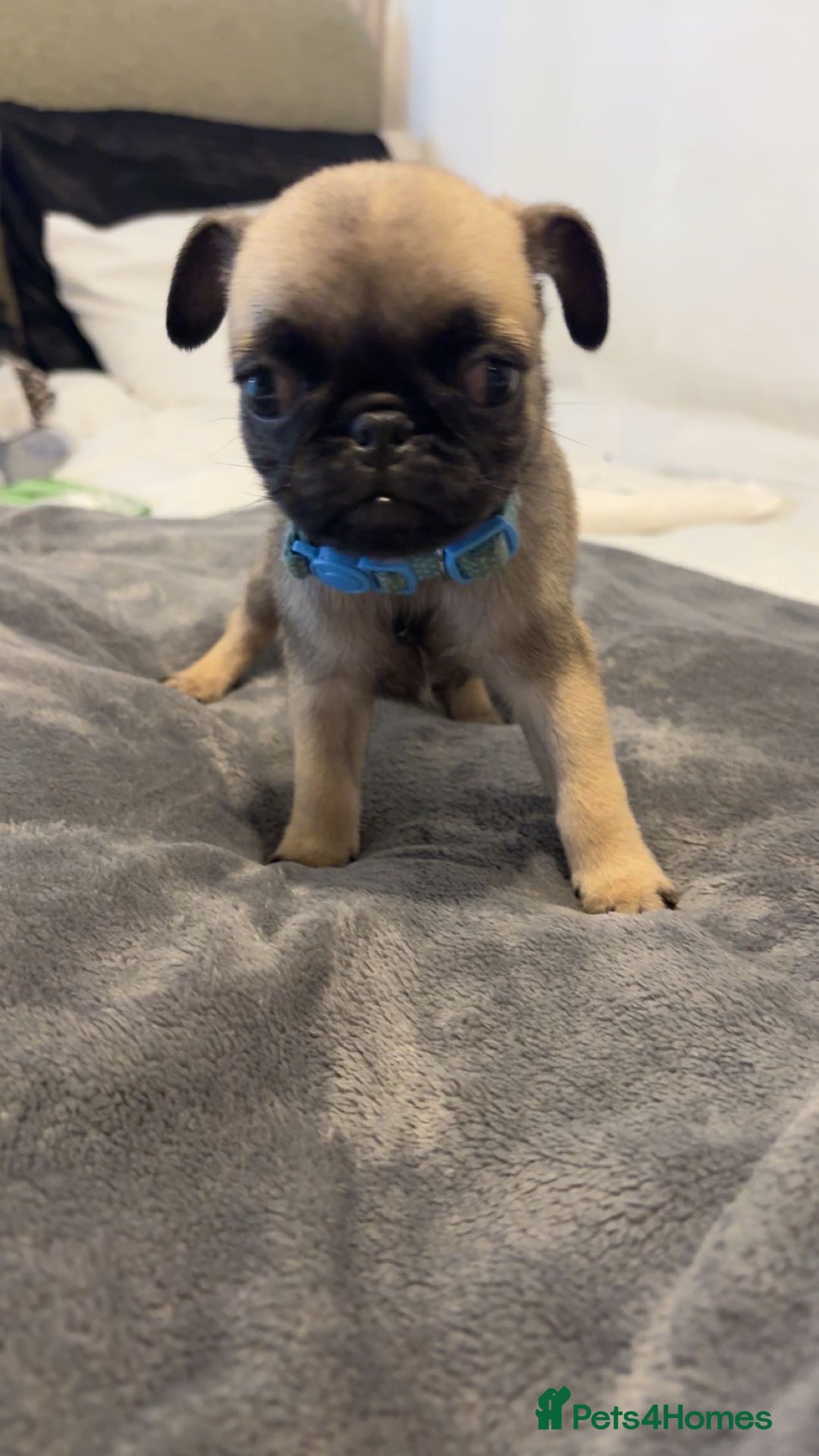 Pug dogs for sale: 4 beautiful puppy pugs - Image 3