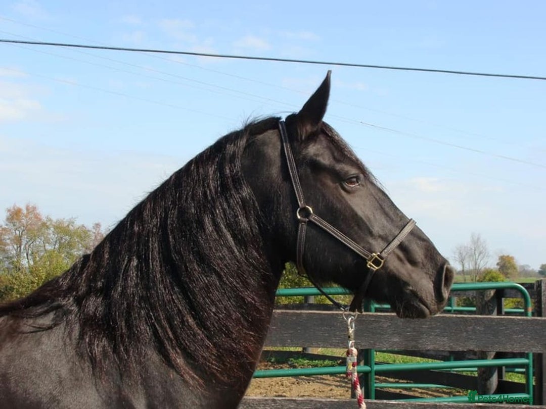 Friesian horses for sale: Family Safe Friesian Gelding Horse - Image 2