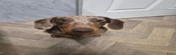 Miniature Dachshund dogs for sale: Miniature dachshund daple colouring - Advert 5