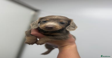 Miniature Dachshund dogs miniature dachshund puppies  - Advert 9