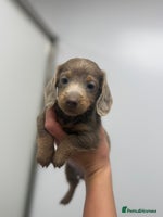 Miniature Dachshund dogs miniature dachshund puppies - Advert 7