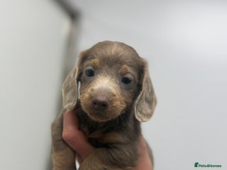 Miniature Dachshund dogs - Advert 33