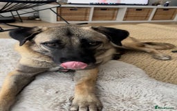 Mixed Breed dogs for sale: Melon – A Gentle Anatolian Shepherd Mix - Image 7