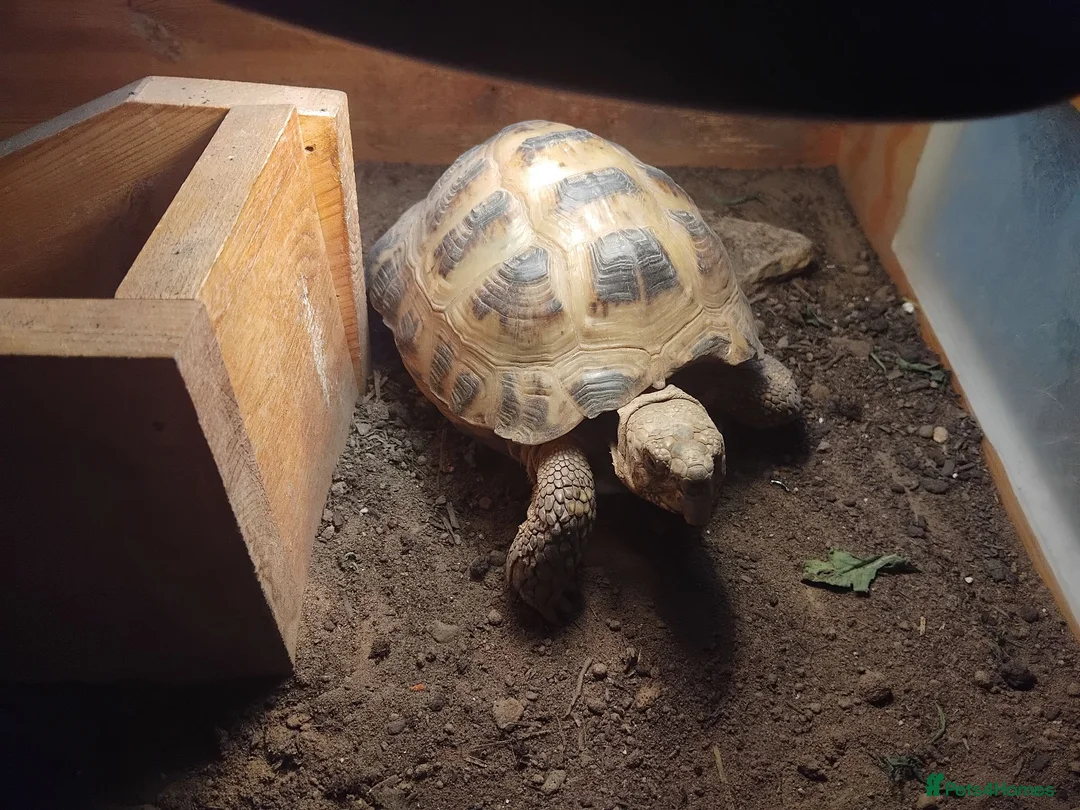 Tortoise reptiles for sale: Male horse field tortoise - Advert 2