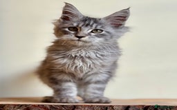 Maine Coon cats for sale: Beautiful pure bread maine coon kittens  - Image 25