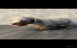Miniature Dachshund dogs for sale: KC Registered Miniature Dachshund - 2 Boys Left! - Image 5