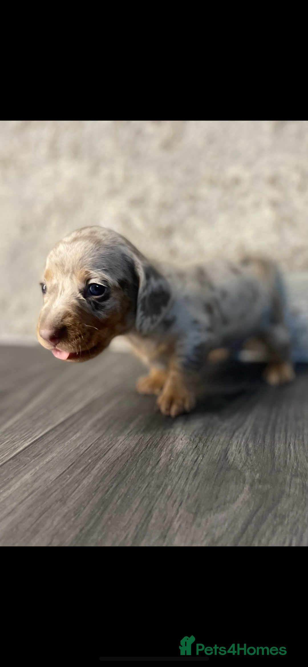 Miniature Dachshund dogs for sale: KC Registered Miniature Dachshund - 2 Boys Left! - Image 5