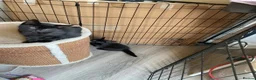 Mixed Breed cats for sale: Ready for new homes now  - Advert 5