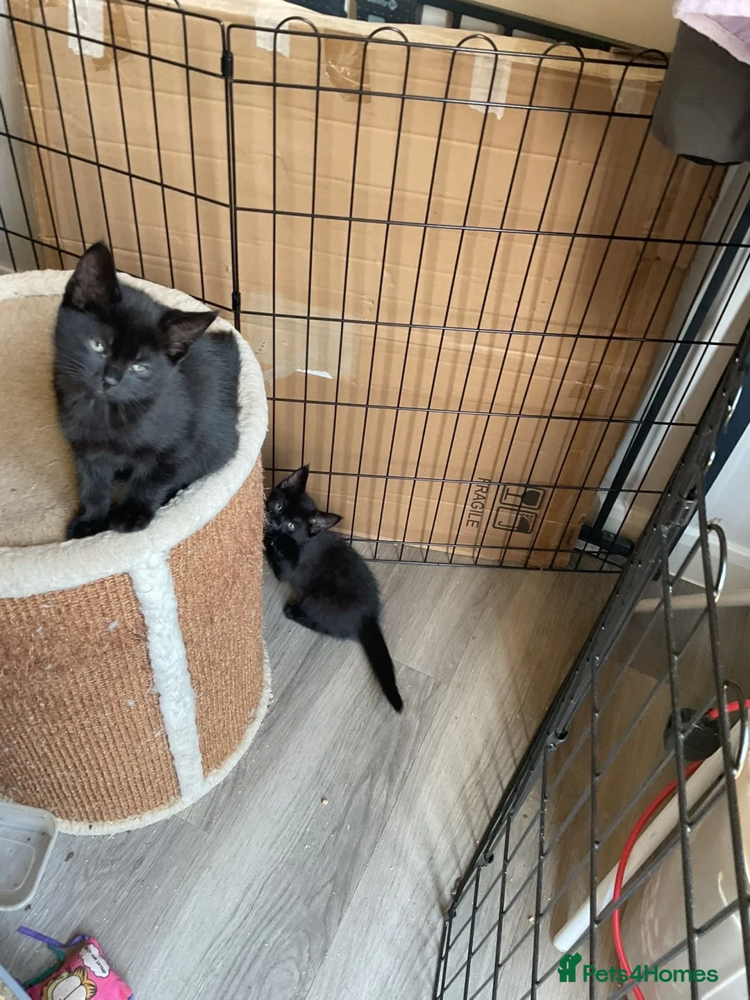 Mixed Breed cats for sale: Ready for new homes now  - Advert 5