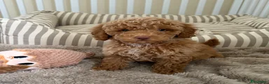 Maltipoo Puppy 2