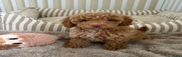 Maltipoo dogs for sale: 5🌟Korean maltipoo puppies health tested - Advert 27