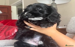 Cockapoo dogs for sale: 1st vac! Extensively health tested F1 cockerpoos   in Goole - Image 29