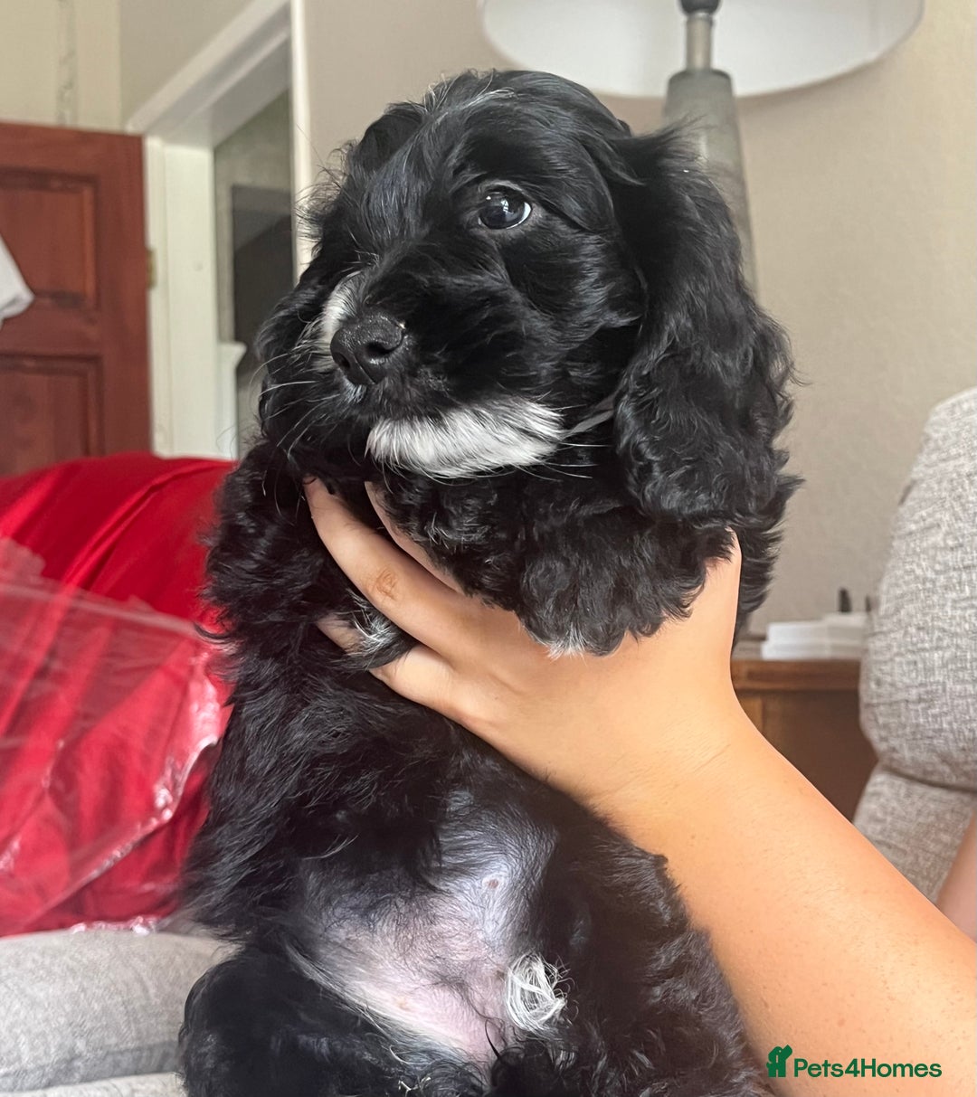 Cockapoo dogs for sale: 1st vac! Extensively health tested F1 cockerpoos   in Goole - Image 29