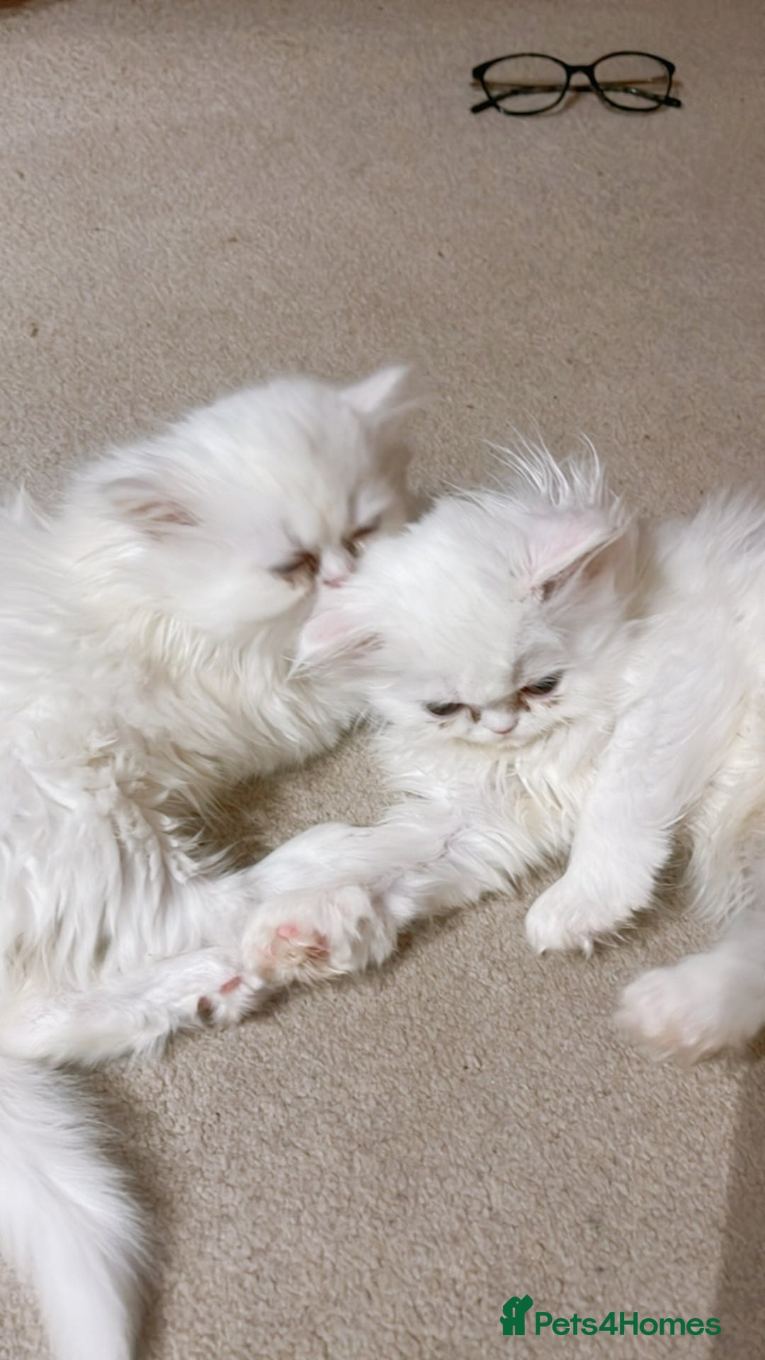 Persian cats for sale: ☆🕯️🏮 🍃Persian doll face kitten - ready now  - Advert 15