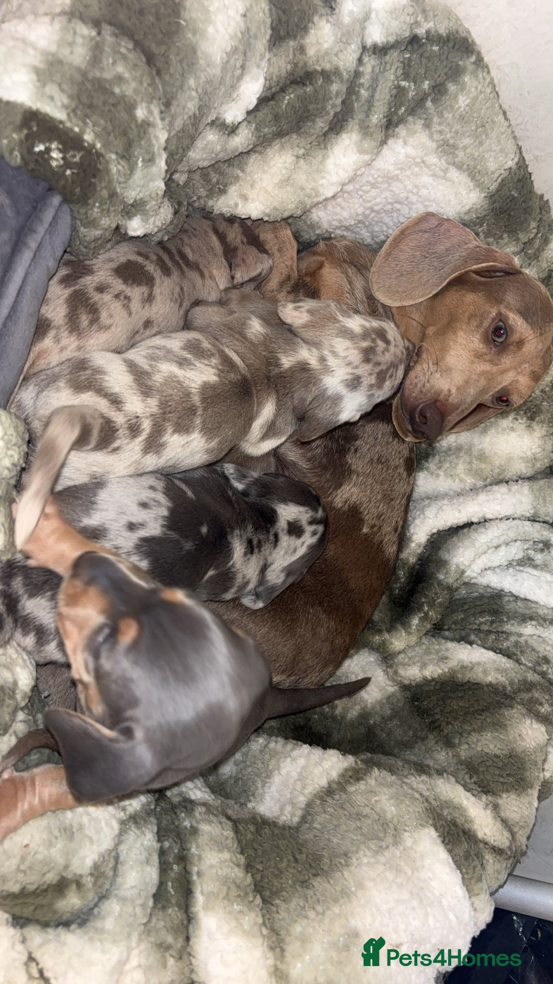 Miniature Dachshund dogs for sale: 1 Boy left  in Porthmadog - Image 2