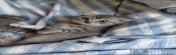 Scottish Fold cats for sale: 5 Pedigree Beautiful Loving Scottish Folds  - Advert 26