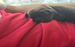 Mixed Breed dogs for sale: 🐾 Beautiful Puppies Looking 4 A Forever Homes 🐾 - Image 12