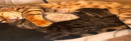 Mixed Breed cats for sale: Bengal cross  in Holt - Advert 4