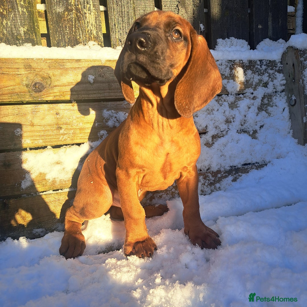Bavarian Mountain Hound dogs for sale: Bavarian mountain hound pups for sale - Advert 1