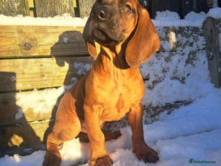 Bavarian Mountain Hound dogs Bavarian mountain hound pups for sale - Advert 8