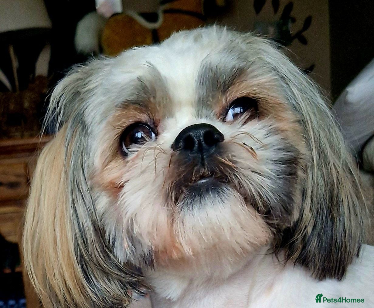 Shih Tzu dogs Female shih tzu for sale - Advert 4