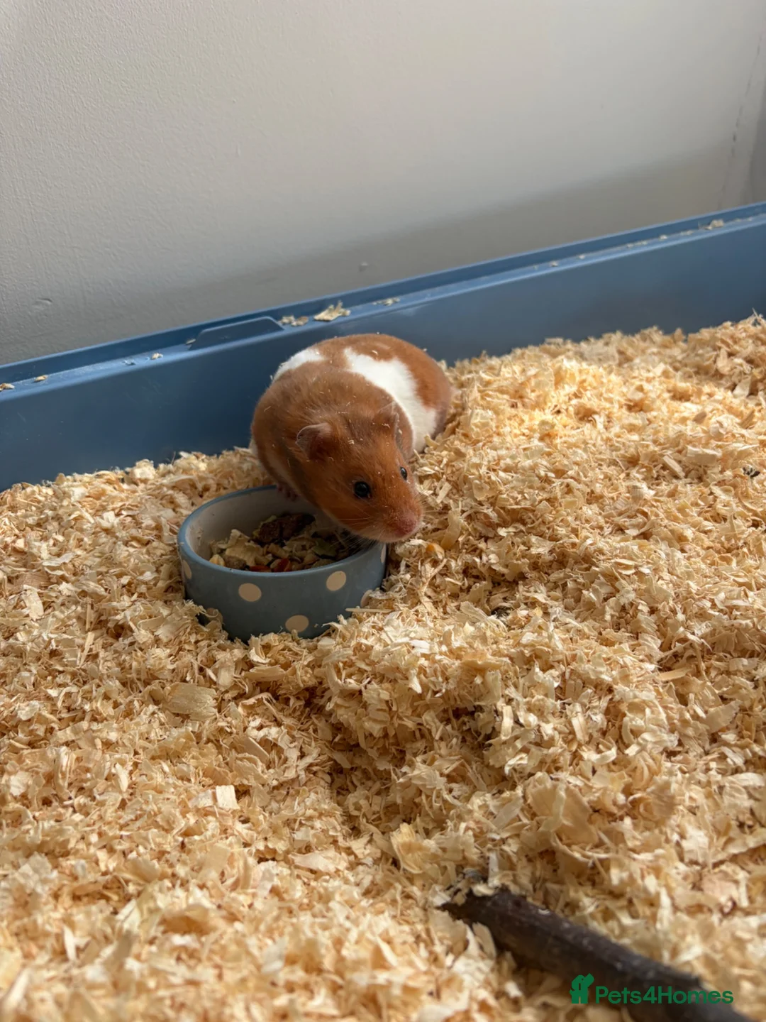 Hamster rodents for sale: Hamster  - Advert 2